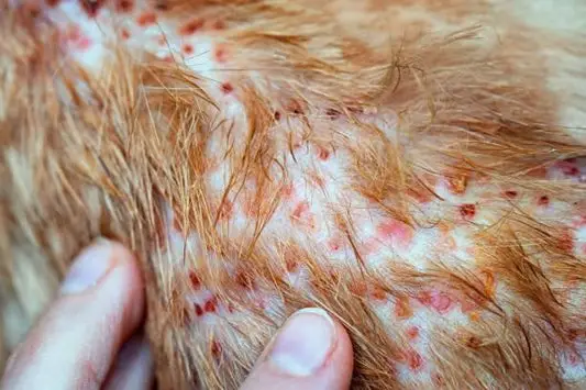 Can Dogs Get Pimples?