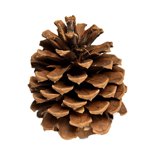 How To Draw A Pinecone