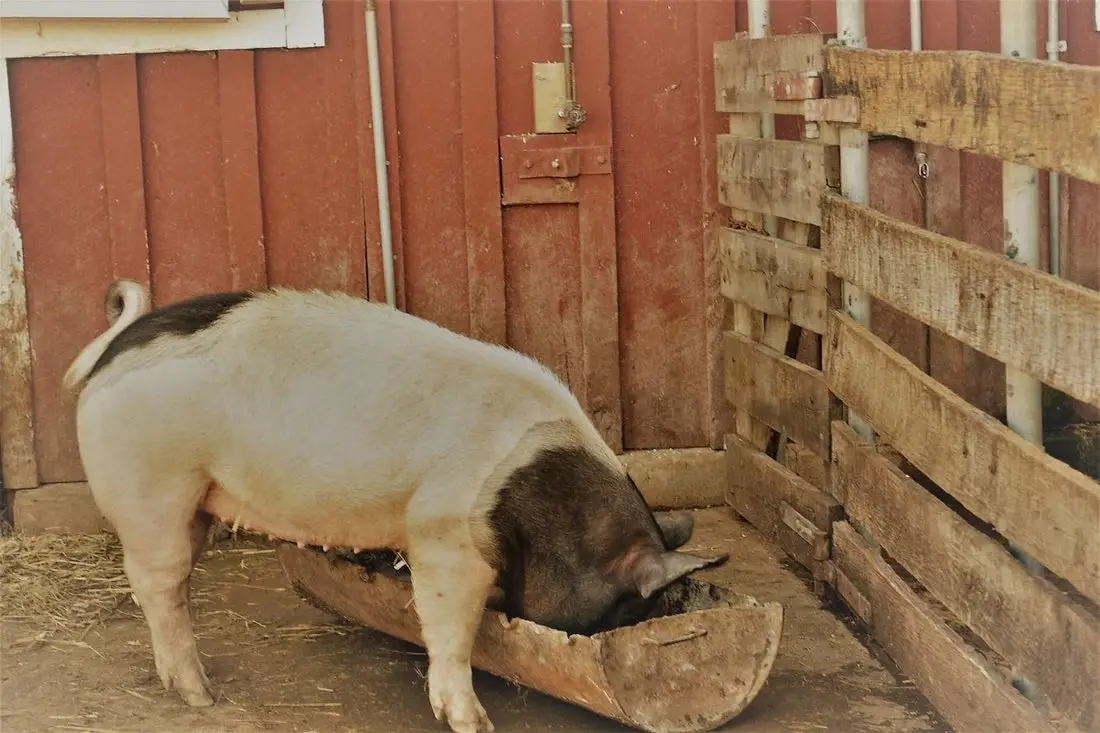 Can Goats Eat Pig Feed?