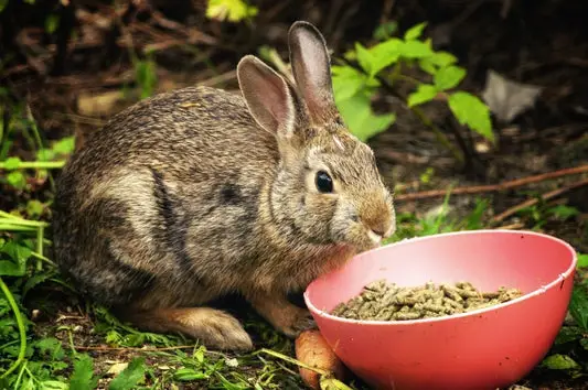 Can Goats Eat Rabbit Food?