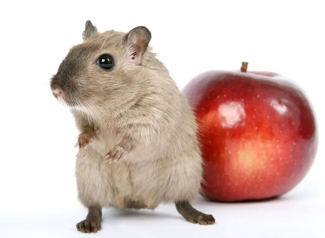 Can Rats Eat Apples?