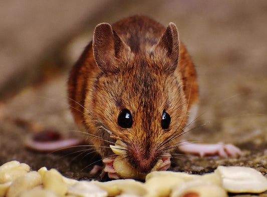 Can Rats Eat These Foods?
