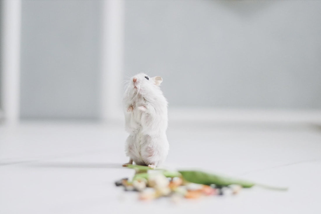 Can Rats Eat Basil?