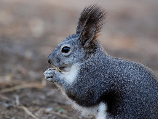 Can Squirrels Eat Bell Peppers