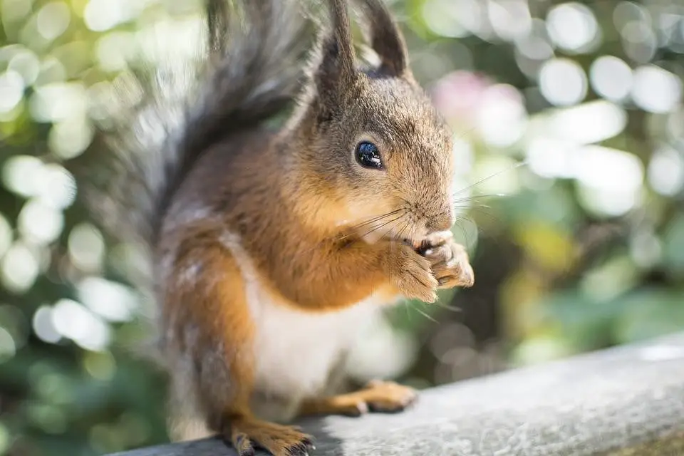 Can Squirrels Eat Cherries?