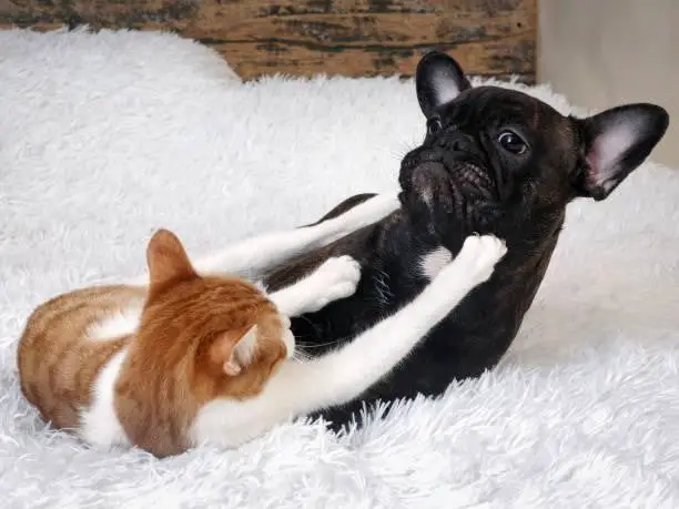 Why Do Dogs And Cat Hate Each Other?
