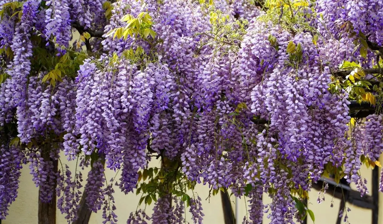Can Goats Eat Wisteria?