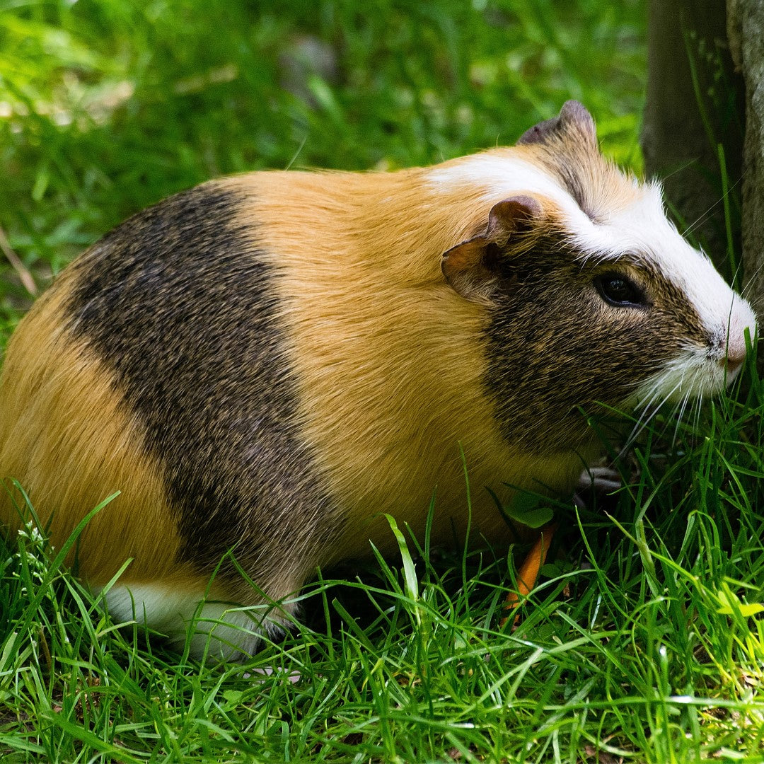 Can Guinea Pigs Eat These Foods?