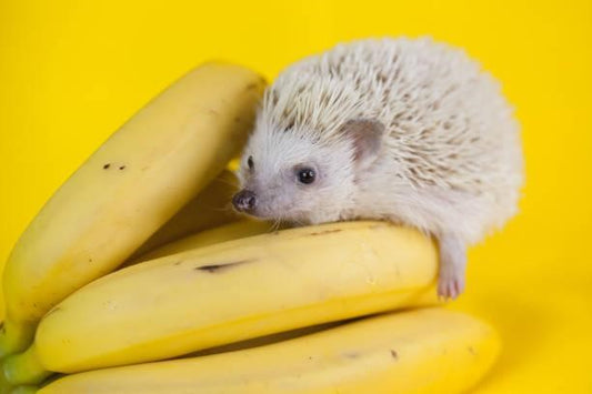 Can Hedgehogs Eat Bananas?