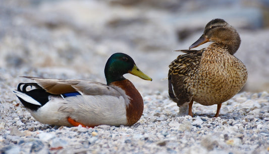 Can Ducks Eat These Foods?