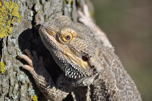 Can Bearded Dragons Eat Avocado?