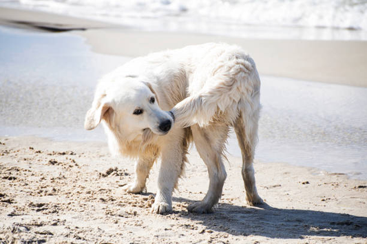 Why Do Dogs Bite Their Tails?